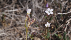 Gilia diegensis