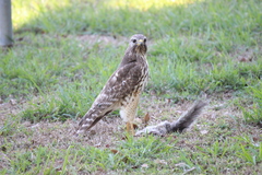 Buteo lineatus