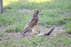 Buteo lineatus