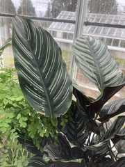 Goeppertia sanderiana