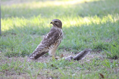 Buteo lineatus