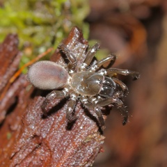 Antrodiaetus pacificus