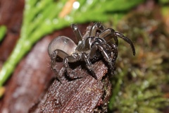 Antrodiaetus pacificus