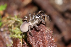 Antrodiaetus pacificus