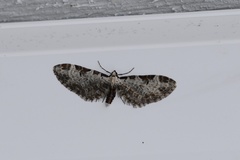 Eupithecia ravocostaliata