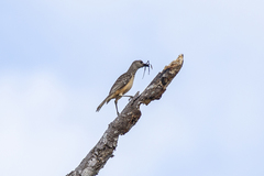 Chlamydera cerviniventris