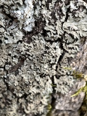 Phaeophyscia squarrosa