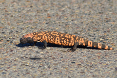 Heloderma suspectum suspectum