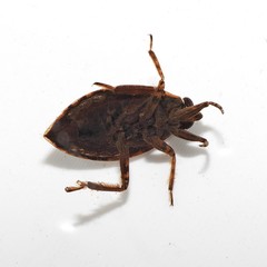 Belostoma testaceum