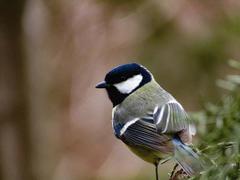 Parus major