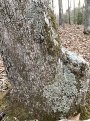 Phaeophyscia squarrosa