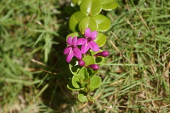 Oplonia spinosa