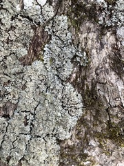 Phaeophyscia squarrosa