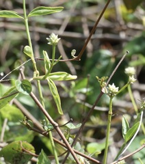 Alternanthera flavescens
