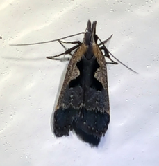 Dichomeris setosella