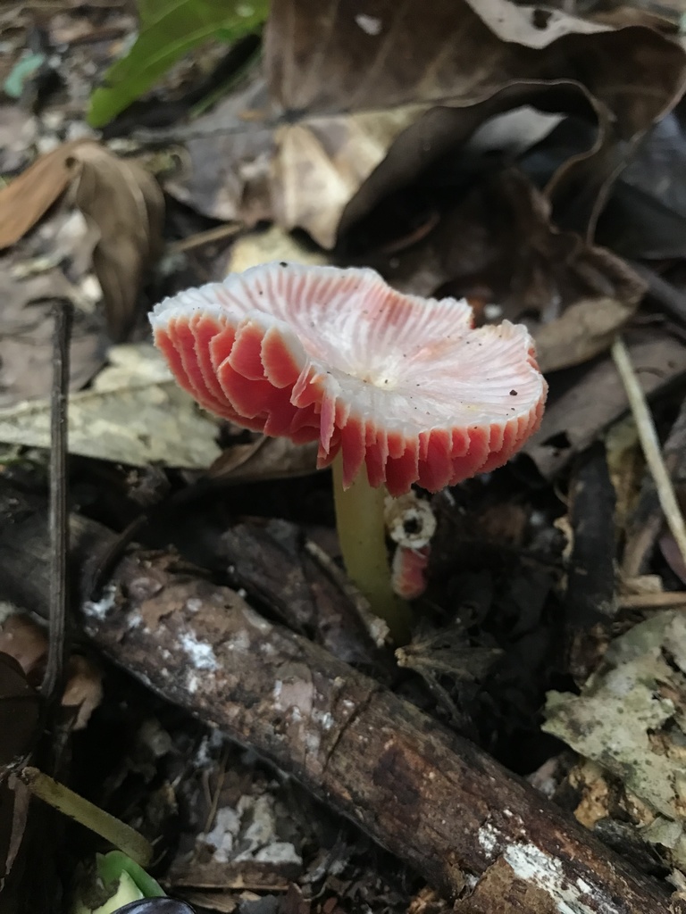 Hygrocybe mirabilis