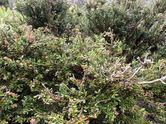 Podocarpus lawrencei