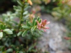 Podocarpus lawrencei