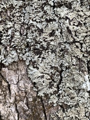 Phaeophyscia squarrosa