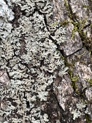 Phaeophyscia squarrosa