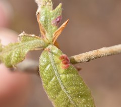 Aceria trinema