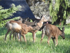 Odocoileus hemionus columbianus
