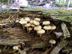 Kuehneromyces marginellus