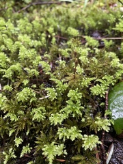 Leucolepis