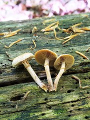 Kuehneromyces marginellus