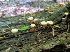 Kuehneromyces marginellus