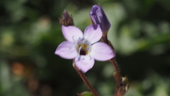 Gilia diegensis