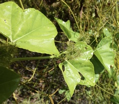 Alternanthera flavescens