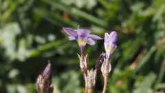 Gilia diegensis