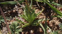 Gilia diegensis