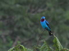 Cotinga cayana