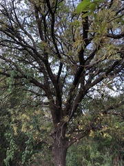 Quercus polymorpha