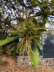 Quercus polymorpha