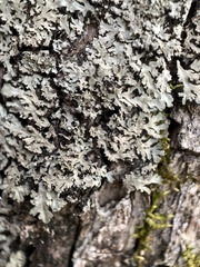 Phaeophyscia squarrosa