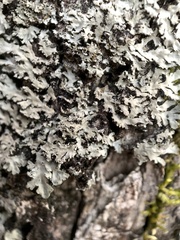 Phaeophyscia squarrosa