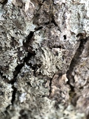 Phaeophyscia squarrosa