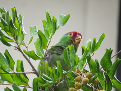 Amazona viridigenalis