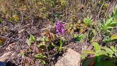 Anacamptis morio