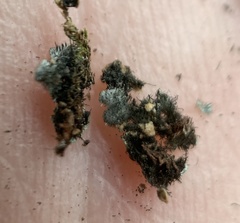 Phaeophyscia squarrosa