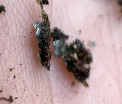 Phaeophyscia squarrosa