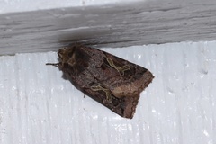 Cerastis enigmatica
