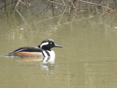 Lophodytes cucullatus