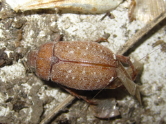 Adoretus tenuimaculatus