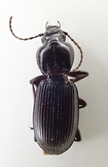 Pterostichus inermis