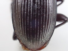 Pterostichus inermis