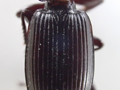 Pterostichus inermis